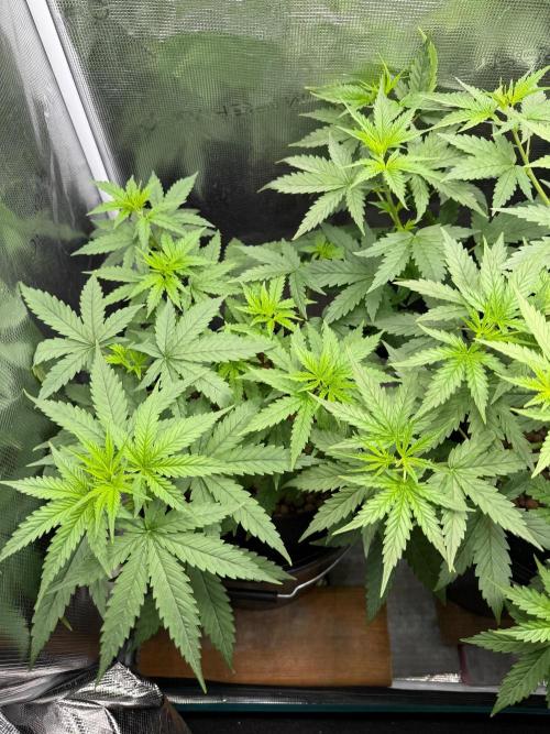 Jack Herer - Sensi Seeds. Week 5