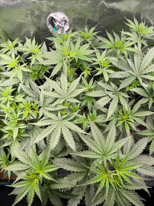 Jack Herer - Sensi Seeds. Week 5
