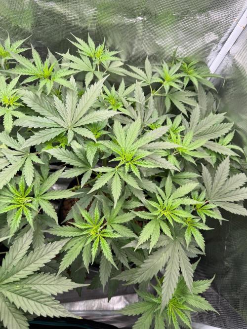 Jack Herer - Sensi Seeds. Week 5