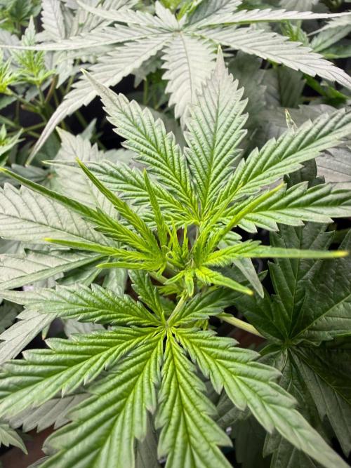 Jack Herer - Sensi Seeds. Week 5