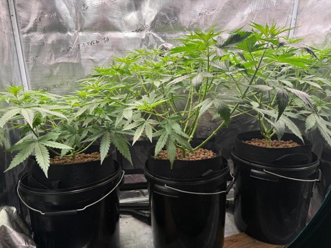 Jack Herer - Sensi Seeds. Week 5