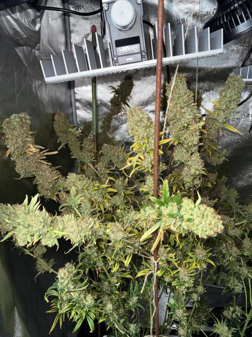 Gorilla GG4 - Ganja Farmer. Week 16