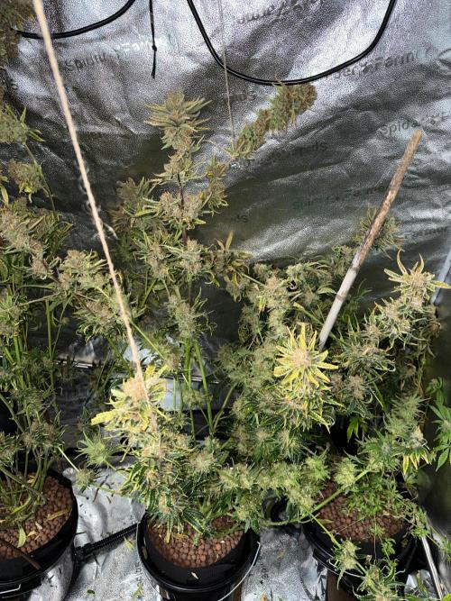 Gorilla GG4 - Ganja Farmer. Week 16