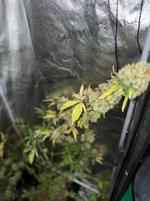 Gorilla GG4 - Ganja Farmer. Week 16
