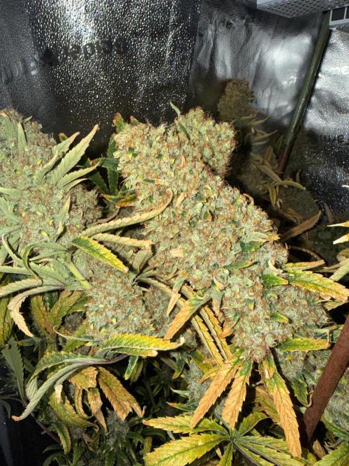 Gorilla GG4 - Ganja Farmer. Week 16