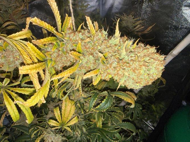 Gorilla GG4 - Ganja Farmer. Week 16