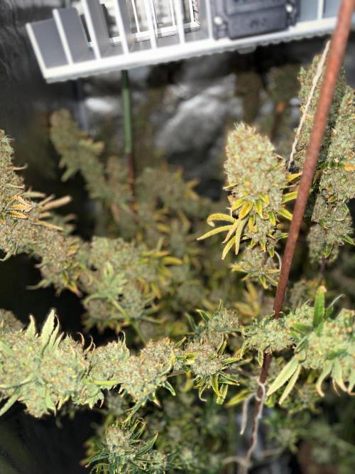 Gorilla GG4 - Ganja Farmer. Week 16