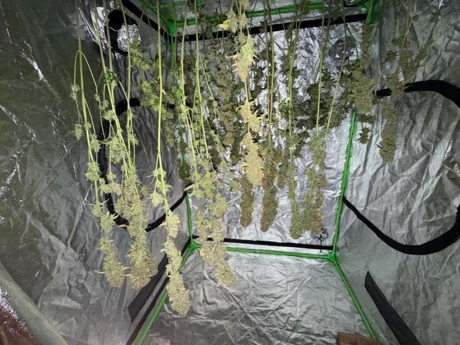 Gorilla GG4 - Ganja Farmer. Week 16