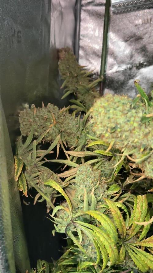 Gorilla GG4 - Ganja Farmer
