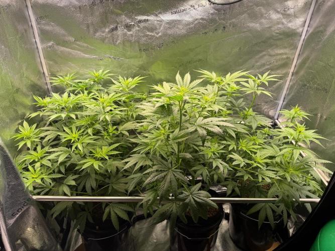 Jack Herer - Sensi Seeds. Week 6