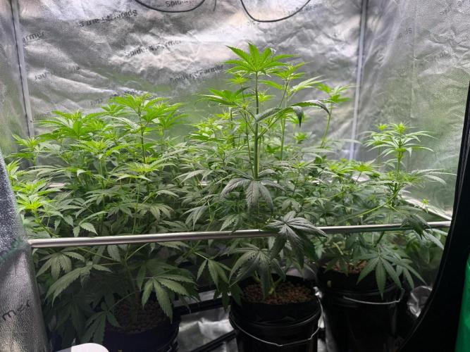 Jack Herer - Sensi Seeds. Week 6