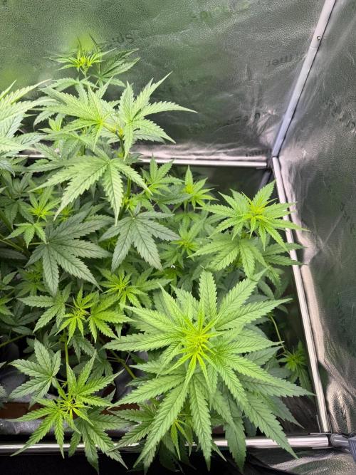 Jack Herer - Sensi Seeds. Week 6