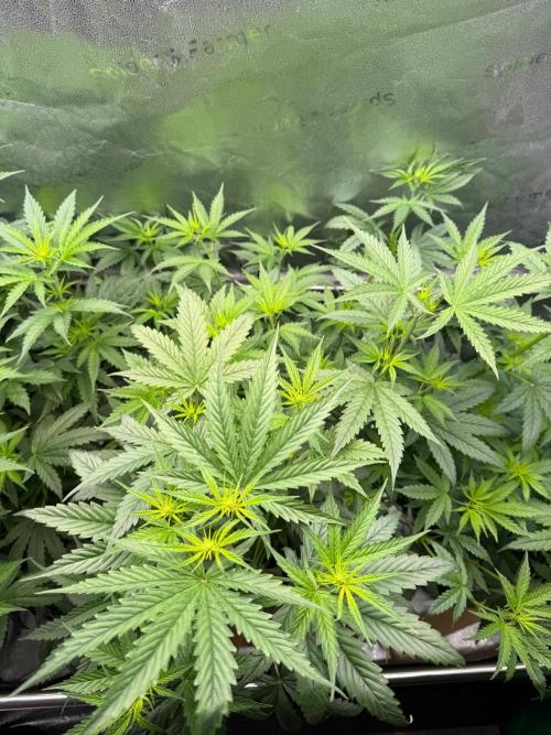 Jack Herer - Sensi Seeds. Week 6