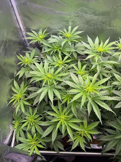 Jack Herer - Sensi Seeds. Week 6