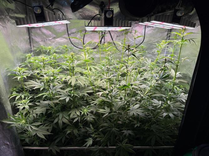 Jack Herer - Sensi Seeds. Week 7 - Before defoliation