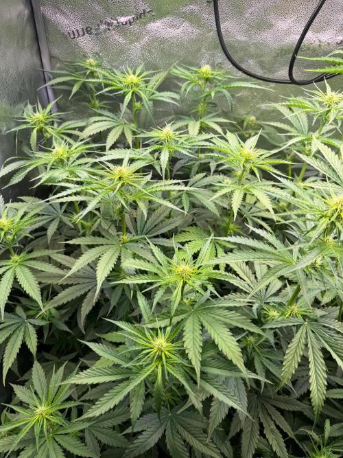 Jack Herer - Sensi Seeds. Week 7