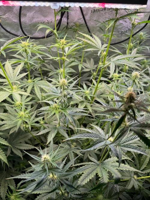 Jack Herer - Sensi Seeds. Week 7
