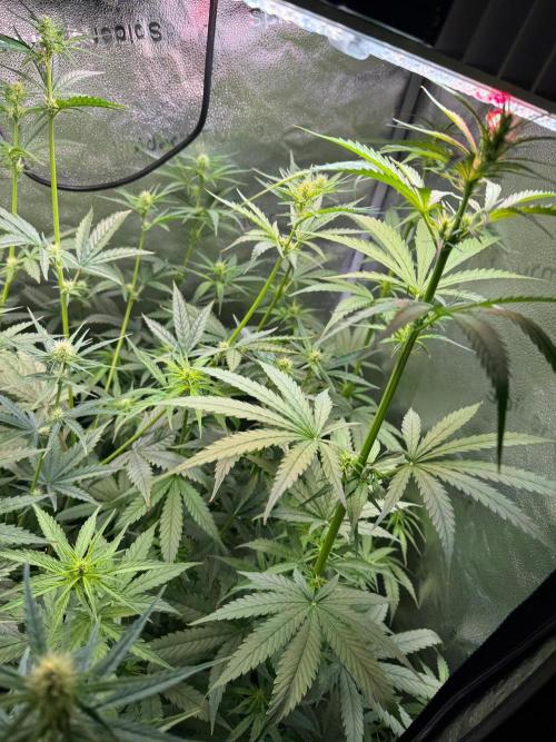 Jack Herer - Sensi Seeds. Week 7