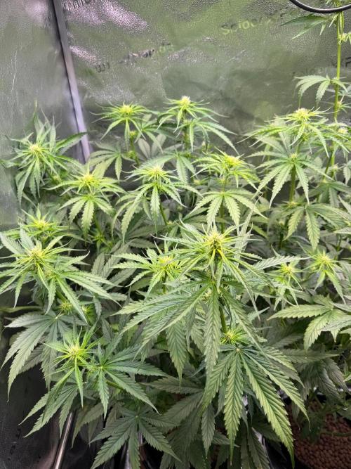 Jack Herer - Sensi Seeds. Week 7