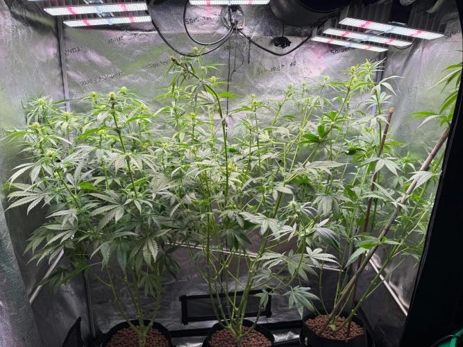 Jack Herer - Sensi Seeds. Week 7 - After defoliation