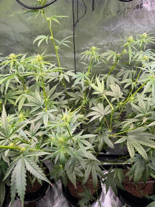 Jack Herer - Sensi Seeds. Week 7