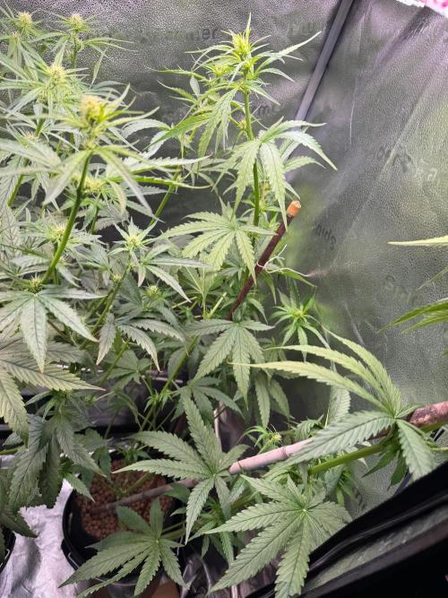 Jack Herer - Sensi Seeds. Week 7