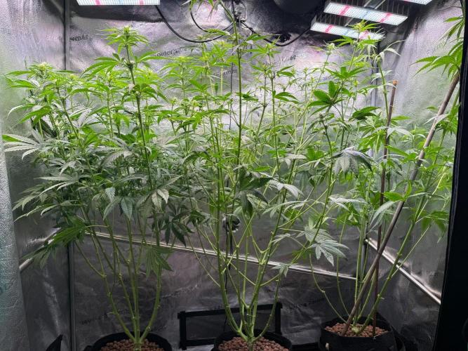 Jack Herer - Sensi Seeds. Week 7