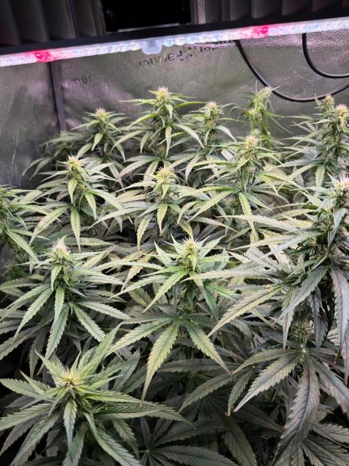 Jack Herer - Sensi Seeds. Week 8