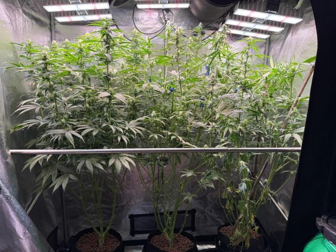 Jack Herer - Sensi Seeds. Week 8