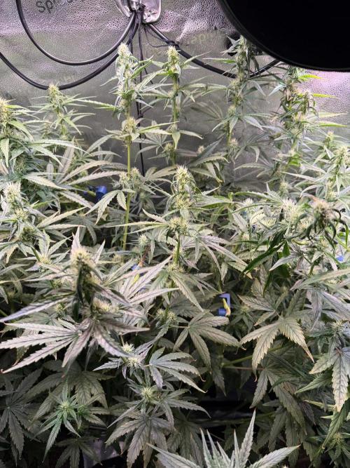 Jack Herer - Sensi Seeds. Week 8