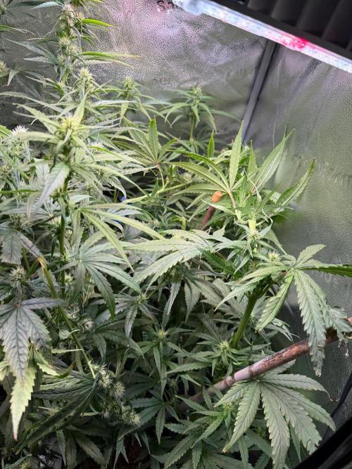 Jack Herer - Sensi Seeds. Week 8