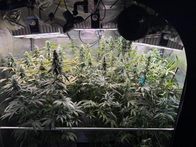 Jack Herer - Sensi Seeds. Week 9