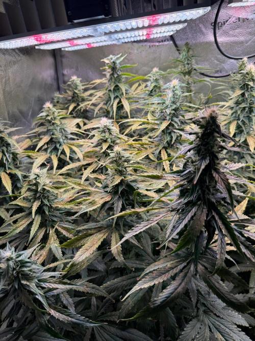 Jack Herer - Sensi Seeds. Week 9