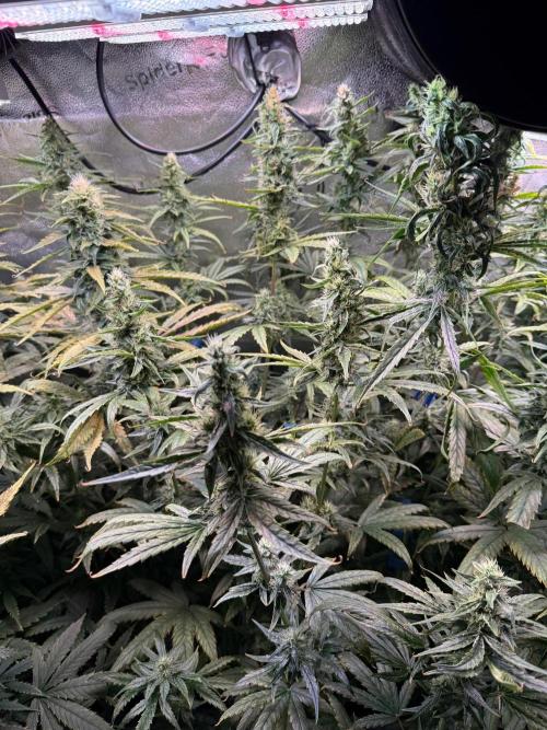 Jack Herer - Sensi Seeds. Week 9
