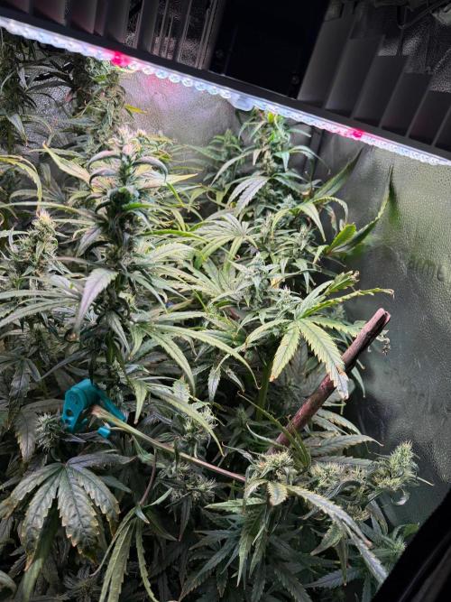 Jack Herer - Sensi Seeds. Week 9