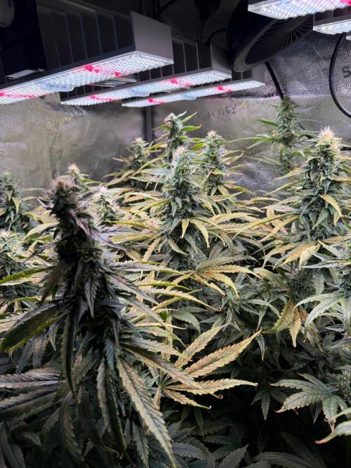 Jack Herer. Week 9