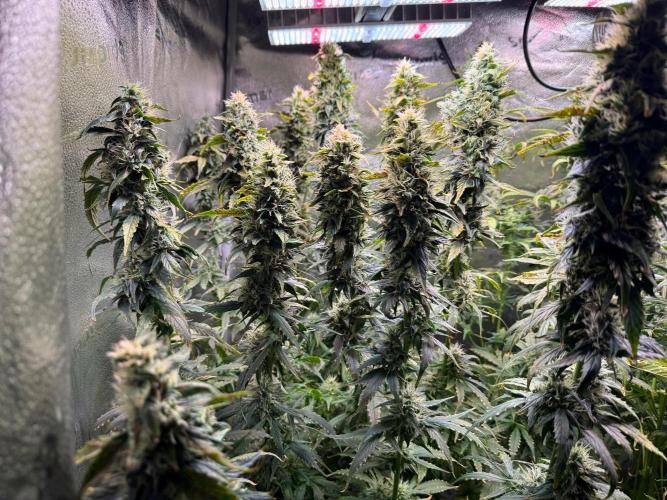 Jack Herer - Sensi Seeds. Week 10