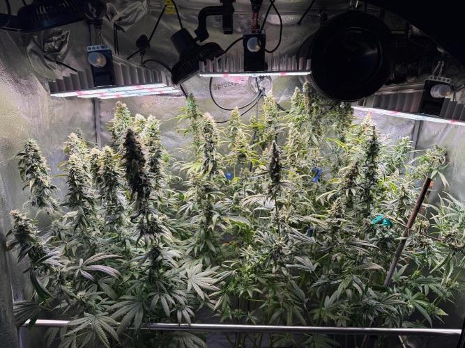 Jack Herer - Sensi Seeds. Week 10