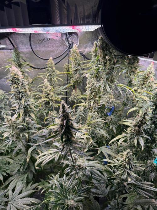 Jack Herer - Sensi Seeds. Week 10