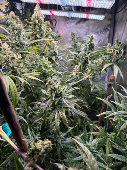 Jack Herer - Sensi Seeds. Week 10