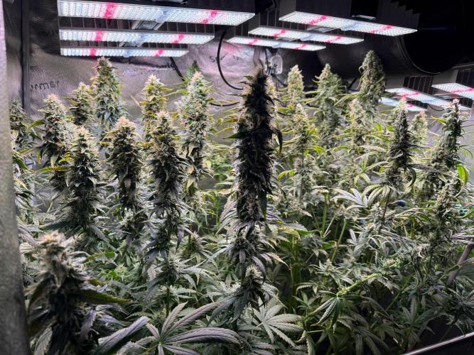 Jack Herer - Sensi Seeds. Week 10