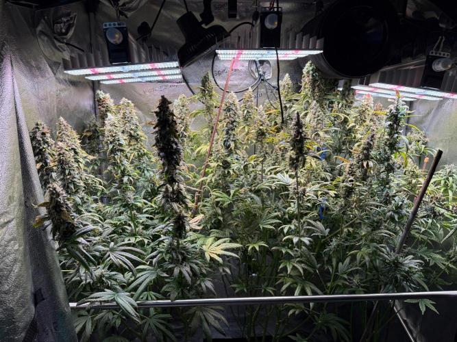 Jack Herer - Sensi Seeds. Week 12