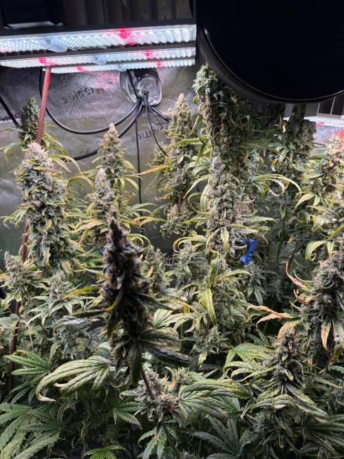Jack Herer - Sensi Seeds. Week 12
