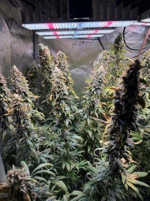 Jack Herer - Sensi Seeds. Week 12