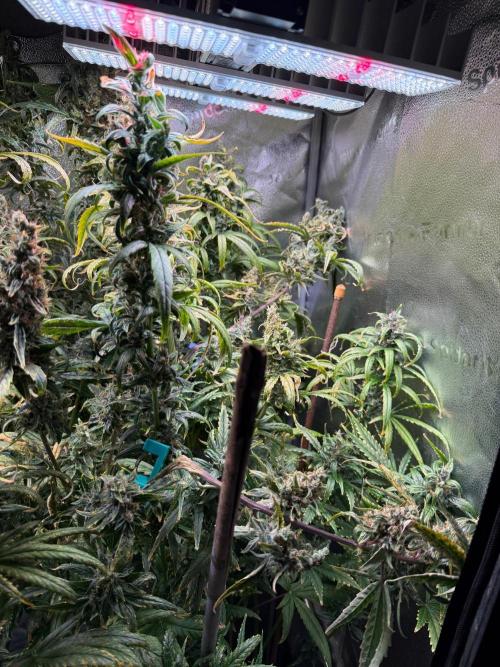 Jack Herer - Sensi Seeds. Week 12