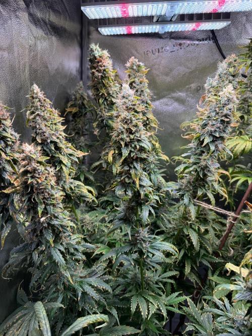 Jack Herer - Sensi Seeds. Week 12