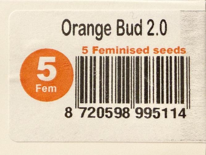 Orange Bud 2.0 - Dutch Passion. Week 0