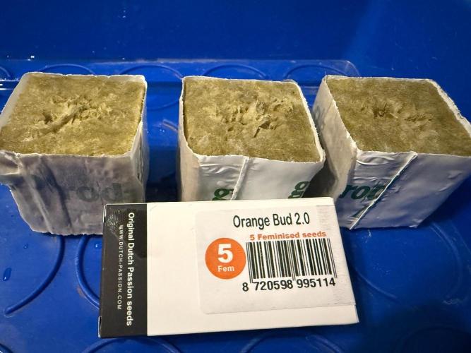 Orange Bud 2.0 - Dutch Passion. Week 0