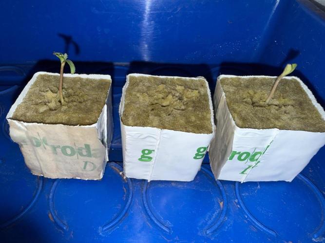Orange Bud 2.0. Week 0