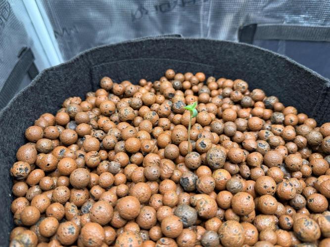 Orange Bud 2.0 - Dutch Passion. Week 0